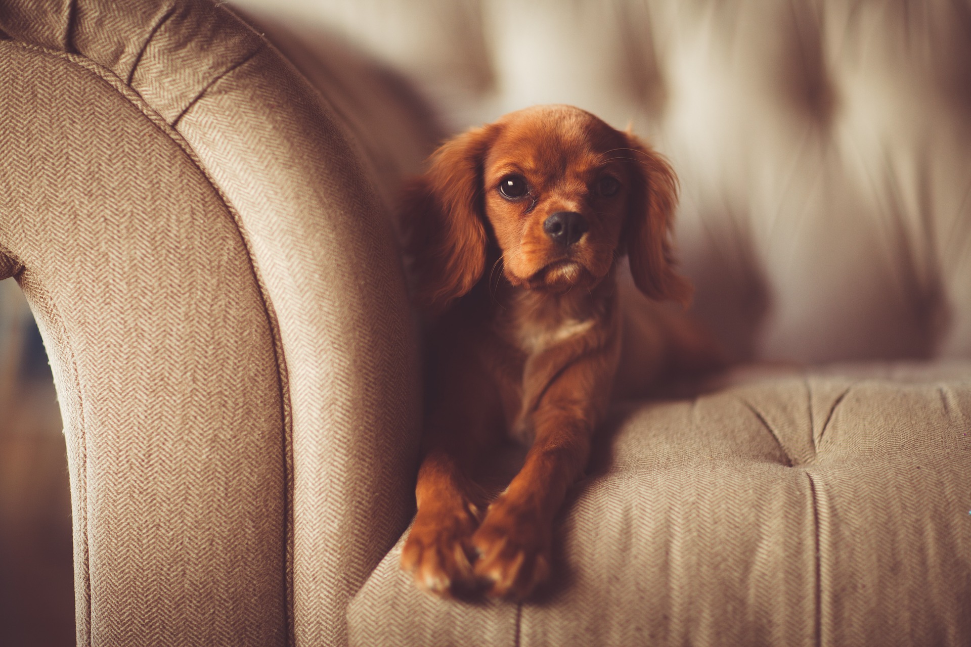Hund auf Couch