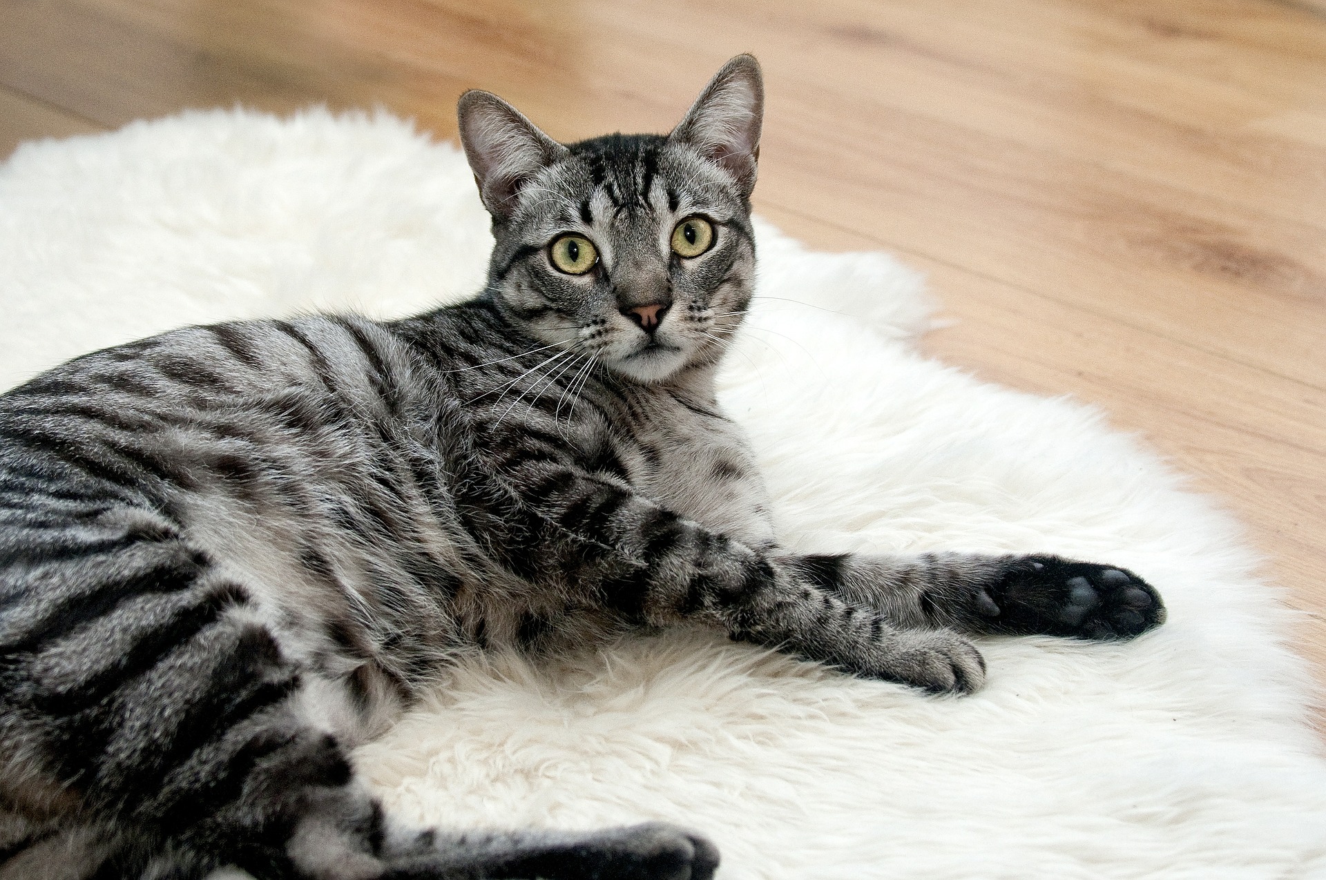 Katze auf Teppich